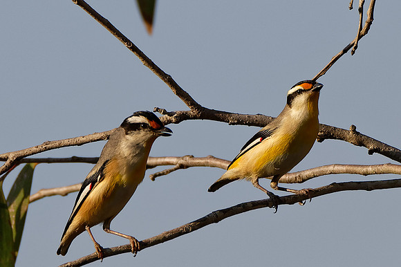Striated Pardalotes