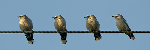 Black-faced Woodswallow