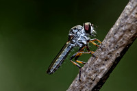 Robber Fly