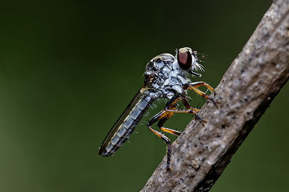 Robber Fly